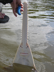 Sawfish like this one are related to sharks, but they are technically rays.