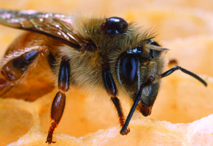 Honeybees in the United States have been plagued by the varroa mite, which you can see here as the dark, rounded parasite on this bee's back. The mites spread and worsen diseases, possibly including Israeli acute-paralysis virus.